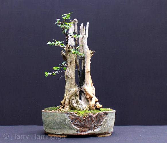 privet bonsai